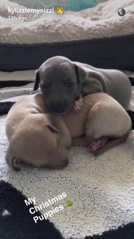 кайли дженнер