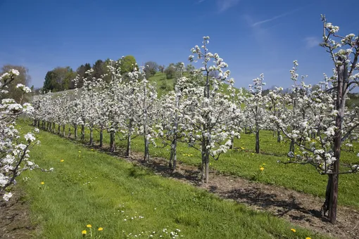 Чтобы деревья не болели, надо знать, когда их обрезать