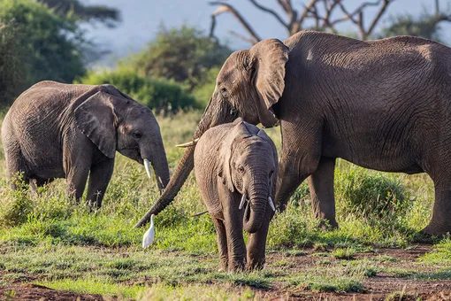 Здравствуй, это я! Мама-слониха встретилась с дочкой и внучками спустя 12 лет Здравствуй, это я! Мама-слониха встретилась с дочкой и внучками спустя 12 лет