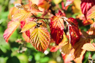 Укрывать на зиму или нет: когда малине точно нужна защита Укрывать на зиму или нет: когда малине точно нужна защита