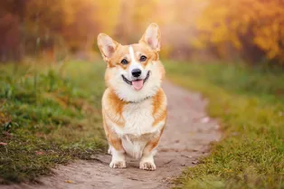 С Новым годом! 26 мини-привычек для счастливой собаки в 2026 году