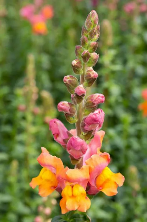 львиный зев