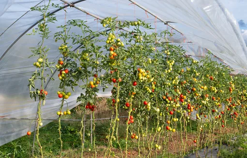 Теплица с помидорами Теплица с помидорами