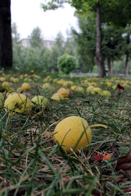 В саду о Тактарова много плодовых деревьев