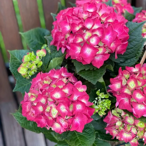 Ставьте гортензию в метре от окна или на пол под ним. Ставьте гортензию в метре от окна или на пол под ним.