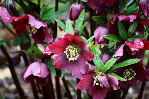 Пора их сажать. Когда сад седеет, он цветёт до весны Пора их сажать. Когда сад седеет, он цветёт до весны