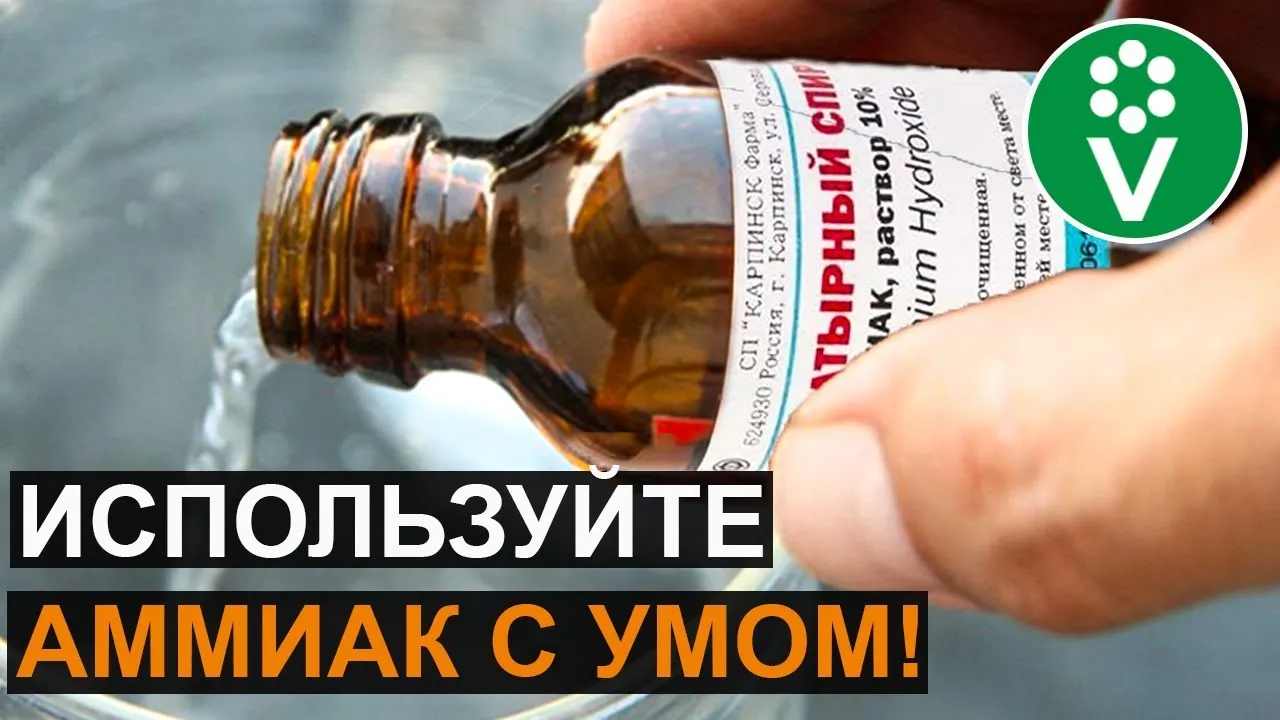 Нажми и смотри