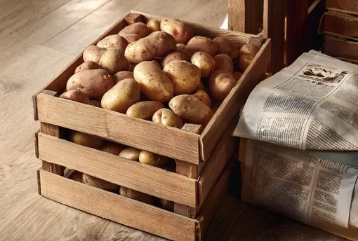 Что делать и как спасти урожай от плесени в погребе Что делать и как спасти урожай от плесени в погребе