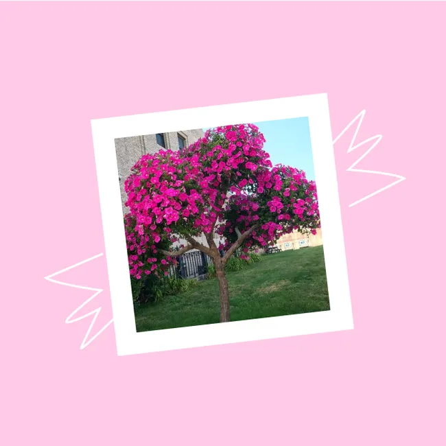 Как сделать петуниевое дерево своими руками: инструкция от эксперта