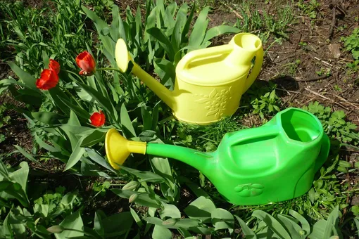 5 ошибок при поливе тюльпанов