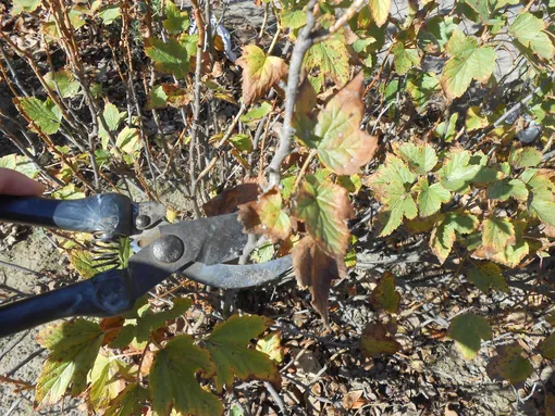 Обрезка смородины Обрезка смородины