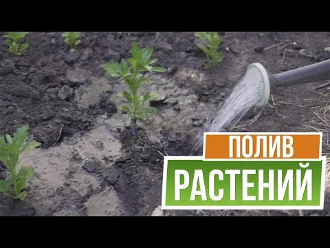 Нажми и смотри