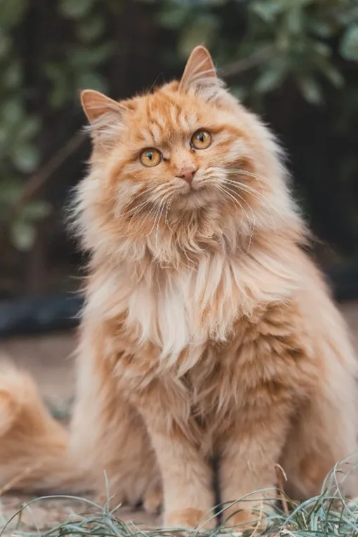 Мальт-пасту следует давать кошкам 7 дней каждый месяц Мальт-пасту следует давать кошкам 7 дней каждый месяц