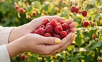 Цветёт, но не родит: 4 ошибки мая, из-за которых малина уходит в ботву
