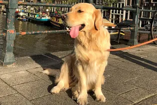 Милый ретривер всюду ходит с игрушкой, которая выглядит как его брат-близнец