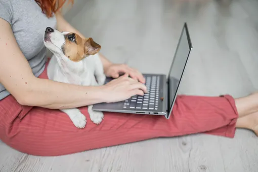 Собака сидит на хозяйке