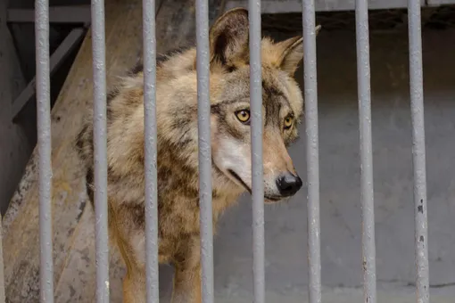 Вонзил челюсти в ребёнка: «домашний» волк напал на третьеклассника в Ростовской области Вонзил челюсти в ребёнка: «домашний» волк напал на третьеклассника в Ростовской области