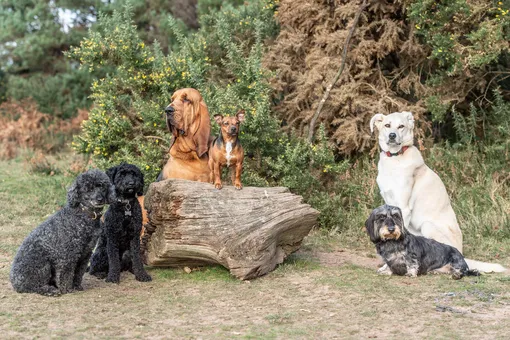 Почему собаки выглядят так по-разному: от крошечных до гигантов фото