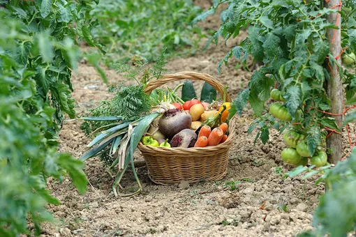 Лунный посевной календарь садовода и огородника на неделю с 8 по 14 августа 2025 года Лунный посевной календарь садовода и огородника на неделю с 8 по 14 августа 2025 года