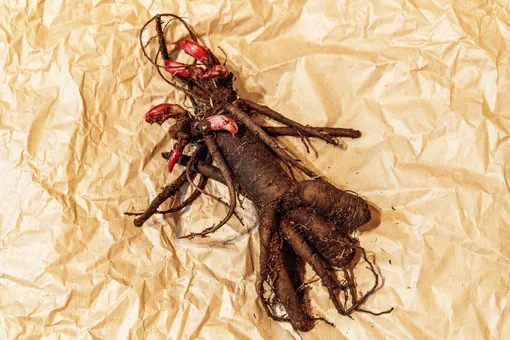 Древовидный пион Древовидный пион