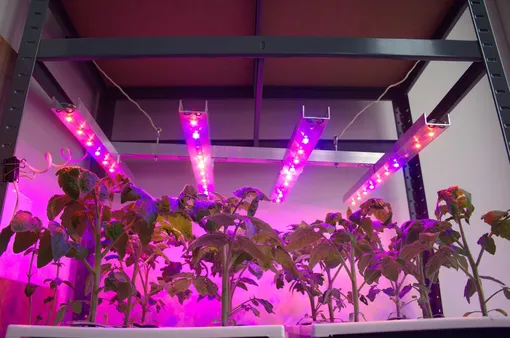 Светодиодные лампы для выращивания растений Светодиодные лампы для выращивания растений