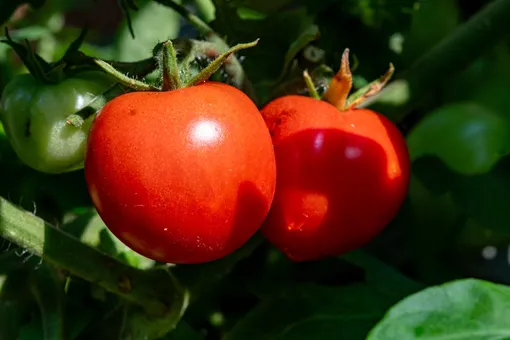 Томаты на ветке