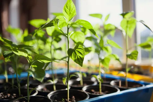 14 дней до улицы: 5 советов для закаливания рассады весной 2026