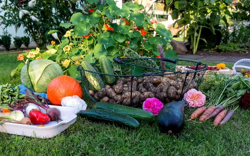 Работы для огородников в октябре