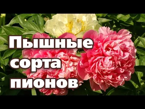 Нажми и смотри