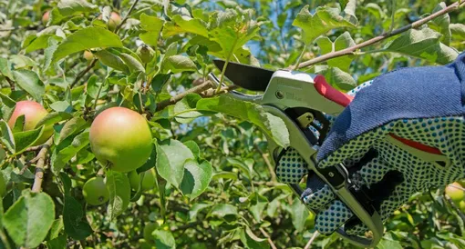 Когда лучше всего проводить летнюю обрезку яблонь