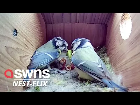 Нажми и смотри Нажми и смотри