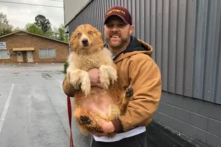 «Она спасла нас!» Собаку нашли через 2 месяца после того, как ее унес торнадо