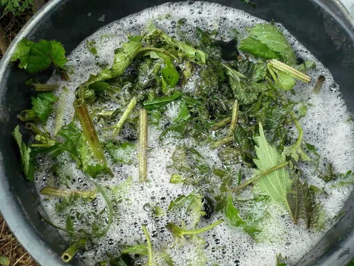 Настой из крапивы: стимулятор роста огурцов Настой из крапивы: стимулятор роста огурцов