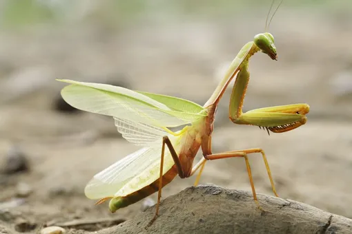 богомол, самка богомола богомол, самка богомола