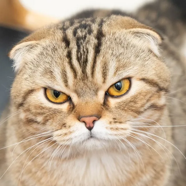 Строптивый нрав? Ветеринар объяснил, почему кошка не даёт себя гладить