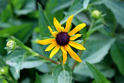 Задержка роста, вянущие листья, отсутствие цветов: 6 проблем, причина которых кроется в качестве почвы Задержка роста, вянущие листья, отсутствие цветов: 6 проблем, причина которых кроется в качестве почвы