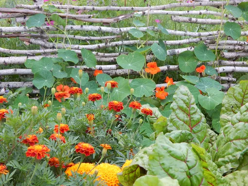 Настурция и огурцы