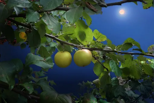 Как правильно планировать садово-огородные работы: лунный посевной календарь на неделю с 15 по 21 сентября 2025 года