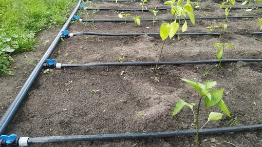 Старый резиновый шланг