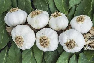 Как вырастить крупный чеснок на даче: секреты опытных огородников Как вырастить крупный чеснок на даче: секреты опытных огородников