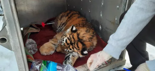 тигренок, амурский тигр, уссурийский тигр тигренок, амурский тигр, уссурийский тигр