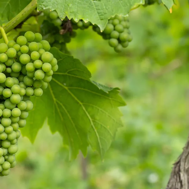12 лучших сортов винограда для средней полосы, по мнению опытного виноградаря