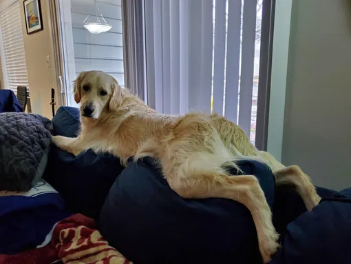 собаку вырастили кошки собаку вырастили кошки