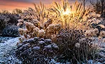 Не убирайте это с клумбы! 12 растений, которые осенью становятся только красивее