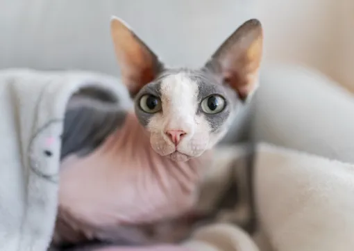 сфинкс кот сфинкс кот