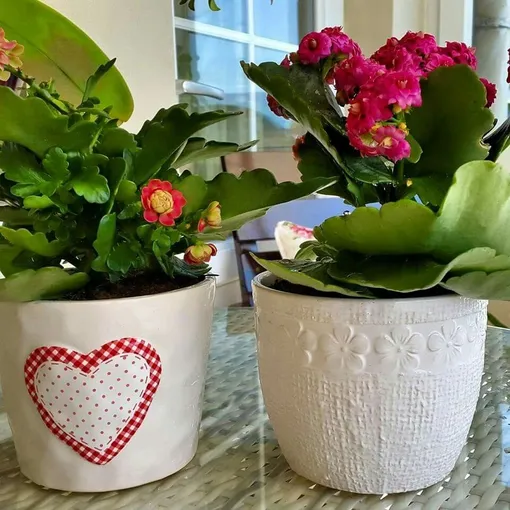 Комнатное растение в керамическом горшке Комнатное растение в керамическом горшке