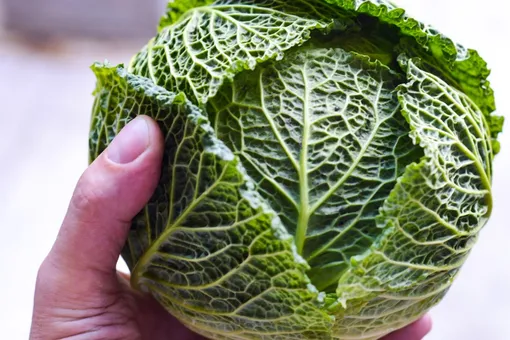 Чтобы получить урожай, нужно учитывать севооборот