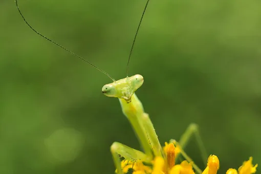 Почему самка богомола съедает самца? Почему самка богомола съедает самца?