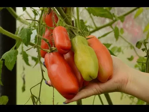 Нажми и смотри Нажми и смотри