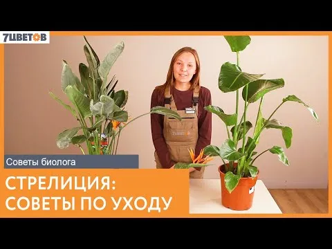 Нажми и смотри